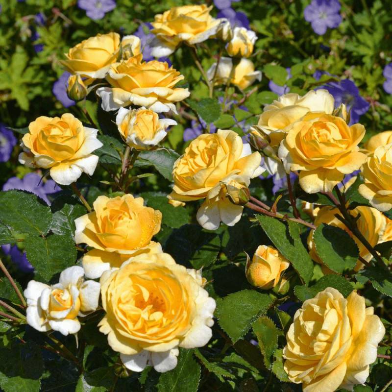 Rosier paysager Decorosier® Soleya® 'Noa 71610' à fleurs Jaune/ - feuillage Caduc - Pot de 2L - 40/60 cm - Image 1