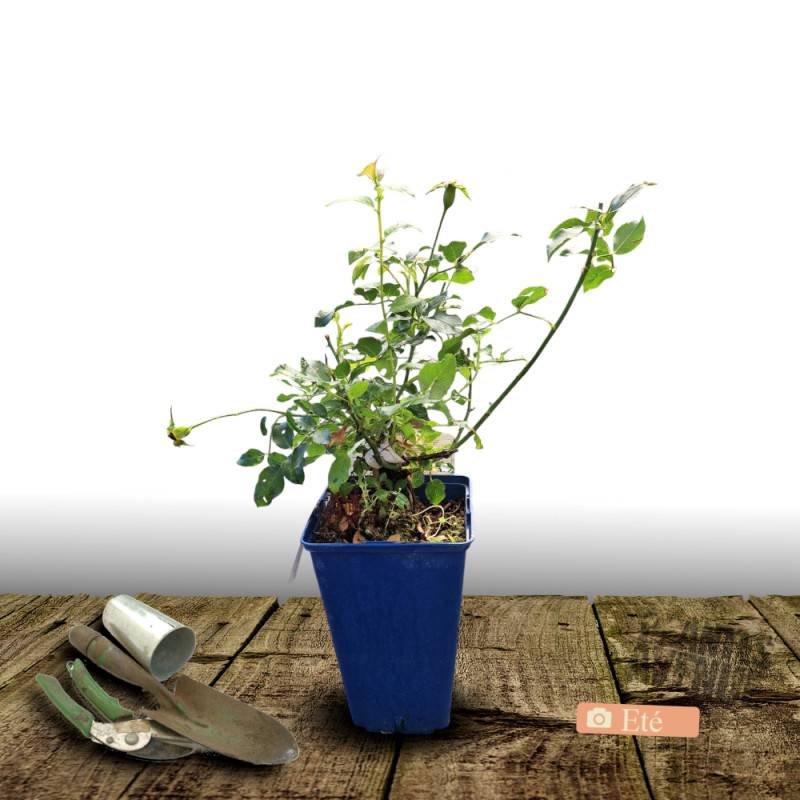 Rosier paysager Decorosier® Soleya® 'Noa 71610' à fleurs Jaune/ - feuillage Caduc - Pot de 2L - 40/60 cm - Image 3