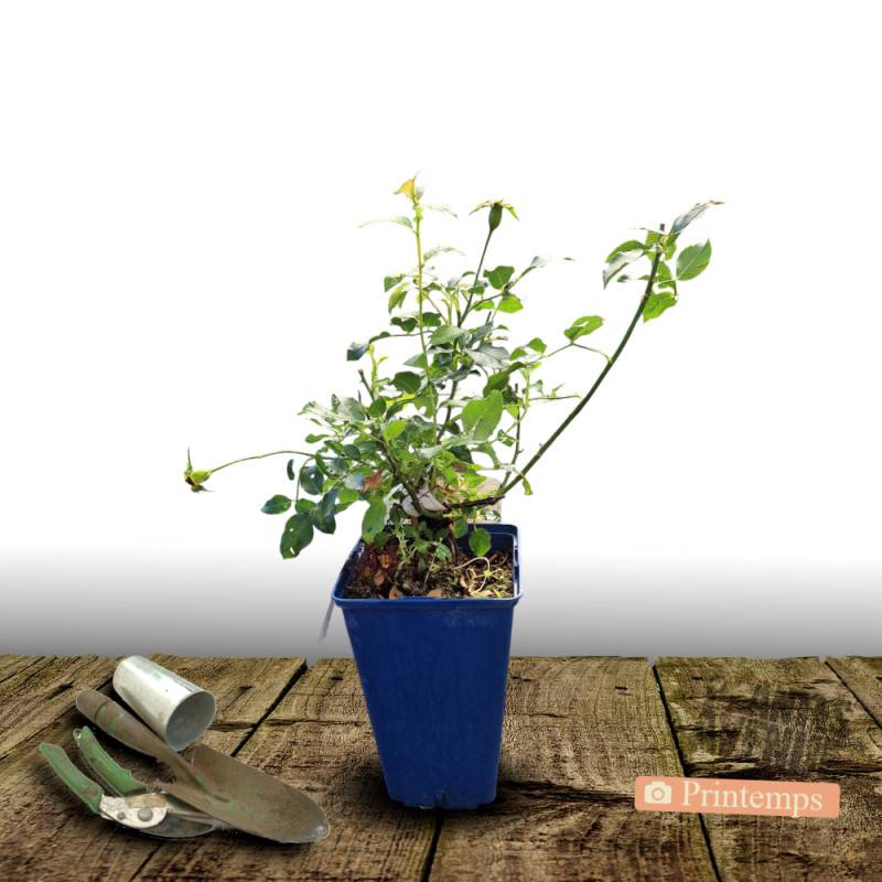 Rosier paysager Decorosier® Soleya® 'Noa 71610' à fleurs Jaune/ - feuillage Caduc - Pot de 2L - 40/60 cm - Image 4