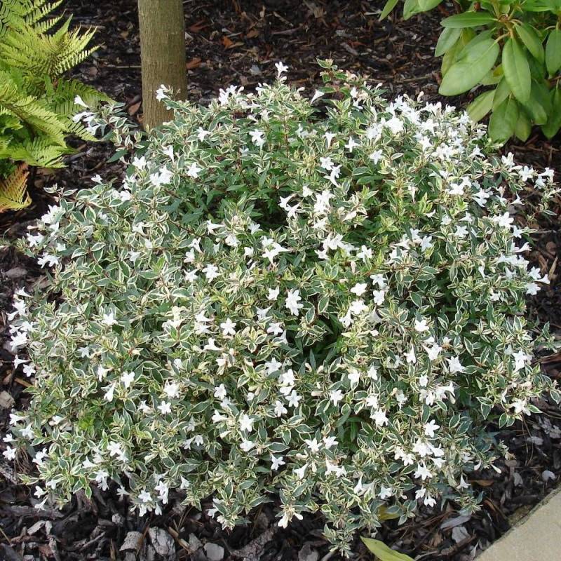 Abelia Confetti® 'Conti', Abélia à grandes fleurs à fleurs Blanche - feuillage Persistant - Pot de 7,5L - 40/60 cm-  hauteur à maturité De 0,50 m à 1, - Image 1