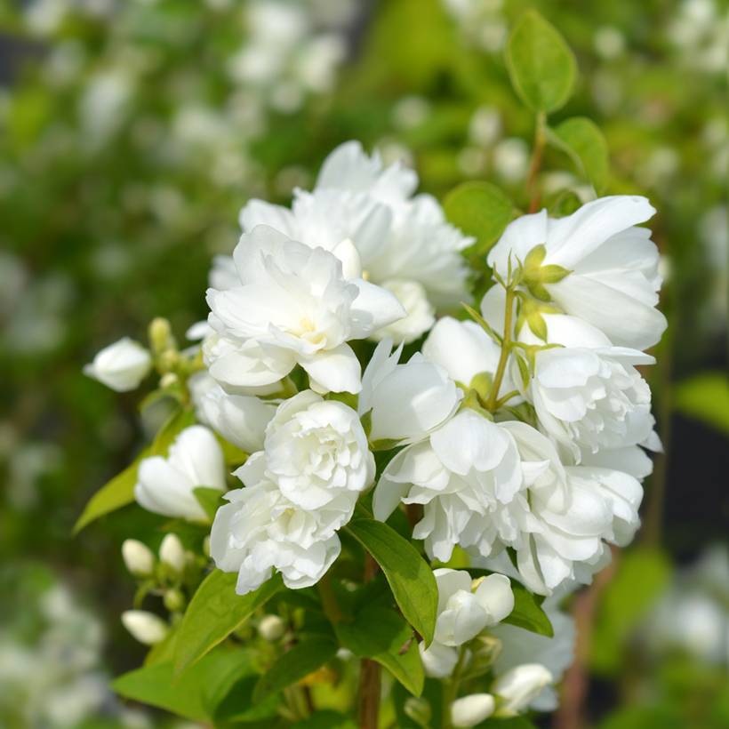 Philadelphus Virginal - Seringat blanc Pot de 3L/4L - Image 1
