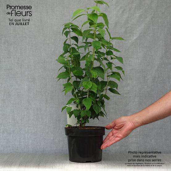 Philadelphus Virginal - Seringat blanc Pot de 3L/4L - Image 2