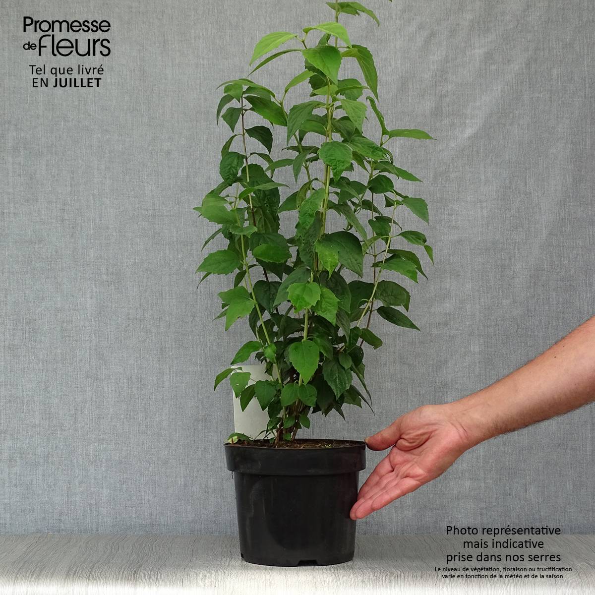 Philadelphus Virginal - Seringat blanc Pot de 3L/4L - Image 2