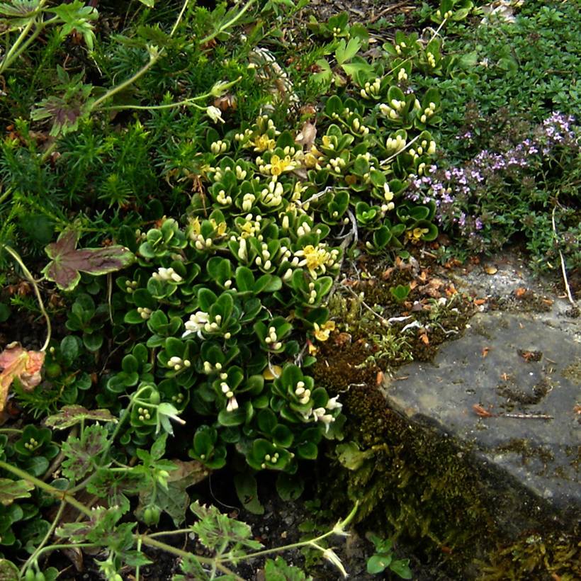 Promesse de Fleurs - Chèvrefeuille rampant - Lonicera crassifolia Godet de 8/9 cm