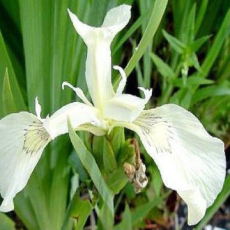 Iris pseudacorus Crème de la Crème - Iris des marais Godet de 8/9 cm