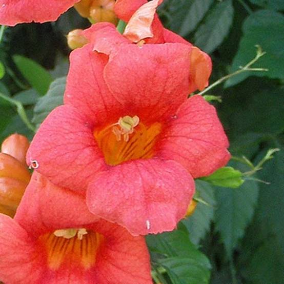 Campsis radicans - Bignone de Virginie Pot de 2L/3L
