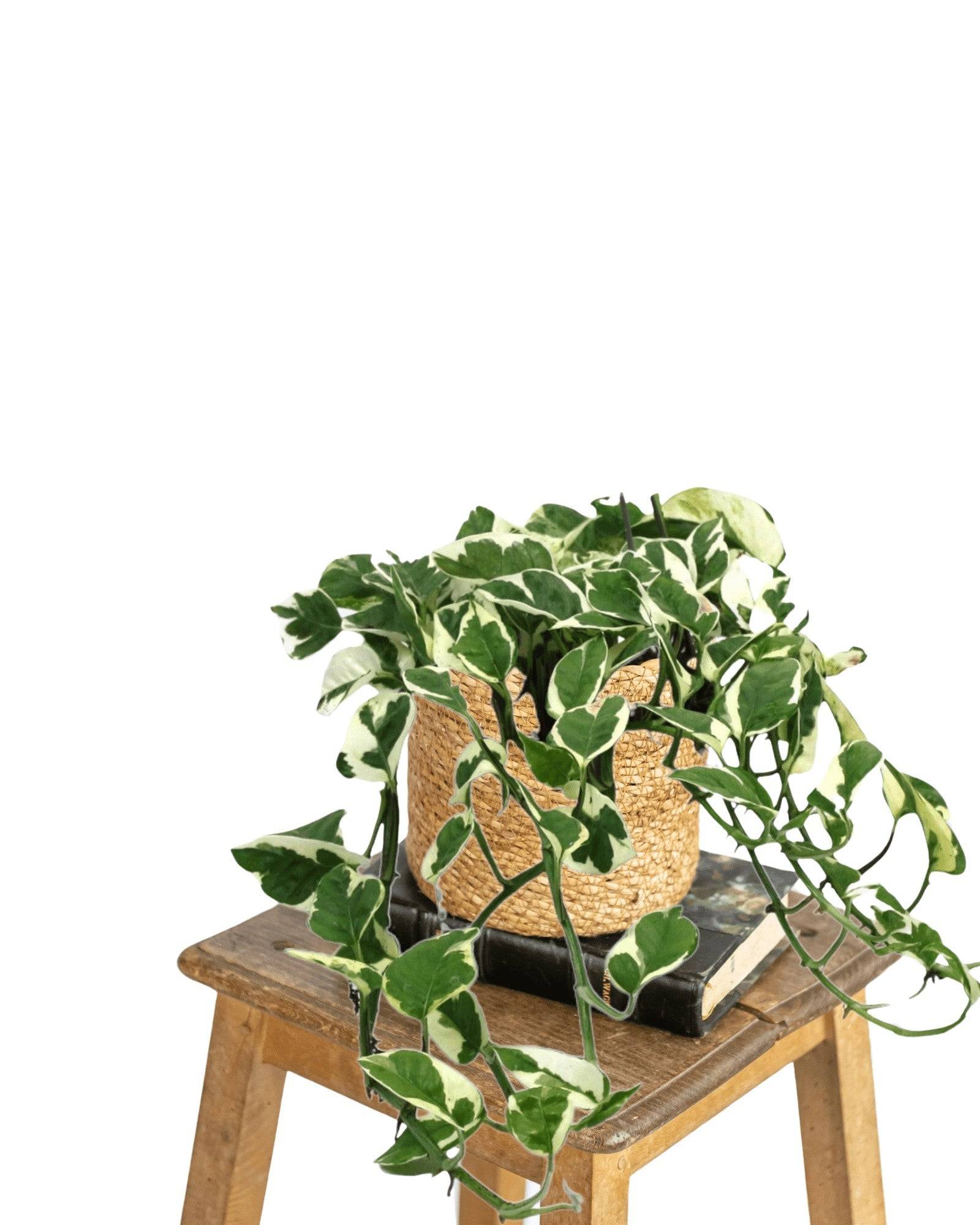 Scindapsus N'Joy 35cm - Plante d'intérieur- La Green Touch - Image 4