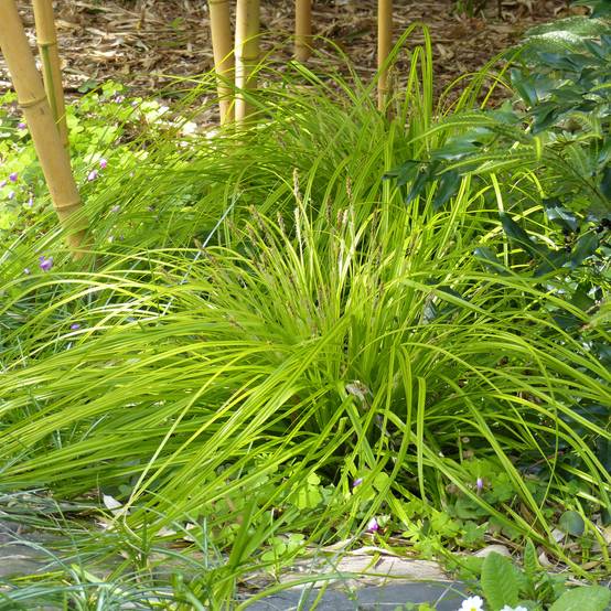 Promesse de Fleurs - Carex oshimensis Everillo - Laîche d'Oshima Godet de 8/9 cm
