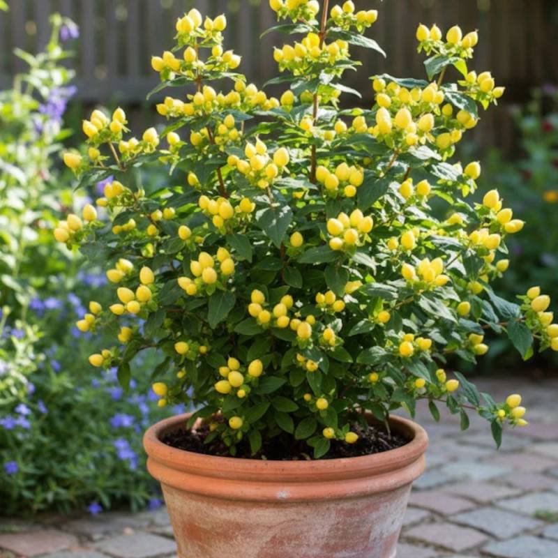 Millepertuis Magical® Sunshine 'Kolmasun', Hypericum à fleurs Jaune - feuillage Persistant - Pot de 3L - 40/60 cm-  hauteur à maturité De 1,00 m à 1,5 - Image 5