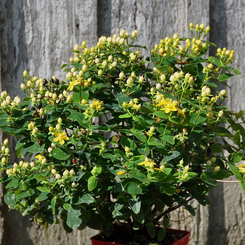 Millepertuis Magical® Sunshine 'Kolmasun', Hypericum à fleurs Jaune - feuillage Persistant - Pot de 3L - 40/60 cm-  hauteur à maturité De 1,00 m à 1,5 - Image 7
