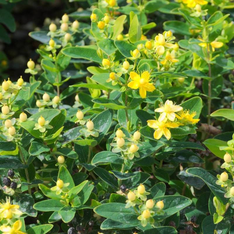 Millepertuis Magical® Sunshine 'Kolmasun', Hypericum à fleurs Jaune/ - feuillage Persistant - Pot de 3L - 40/60 cm - Image 8