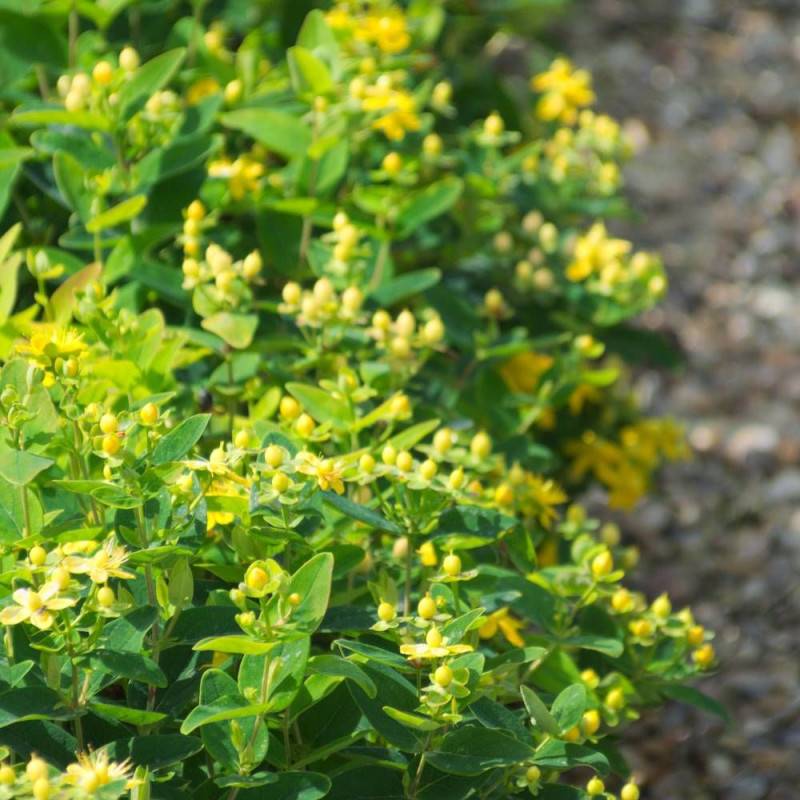 Millepertuis Magical® Sunshine 'Kolmasun', Hypericum à fleurs Jaune - feuillage Persistant - Pot de 3L - 40/60 cm-  hauteur à maturité De 1,00 m à 1,5 - Image 6