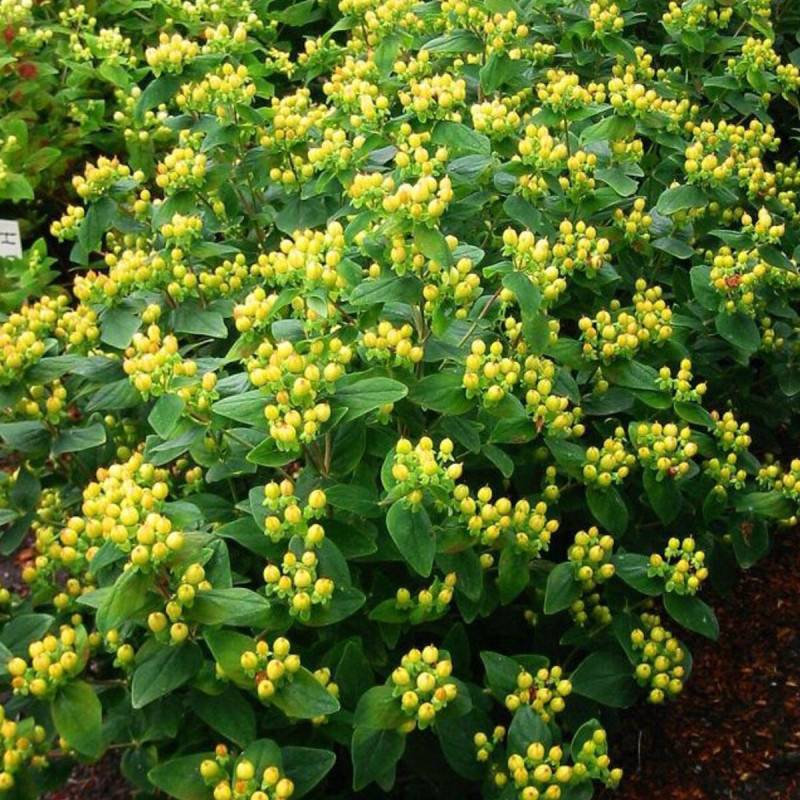 Millepertuis Magical® Sunshine 'Kolmasun', Hypericum à fleurs Jaune/ - feuillage Persistant - Pot de 3L - 40/60 cm - Image 2