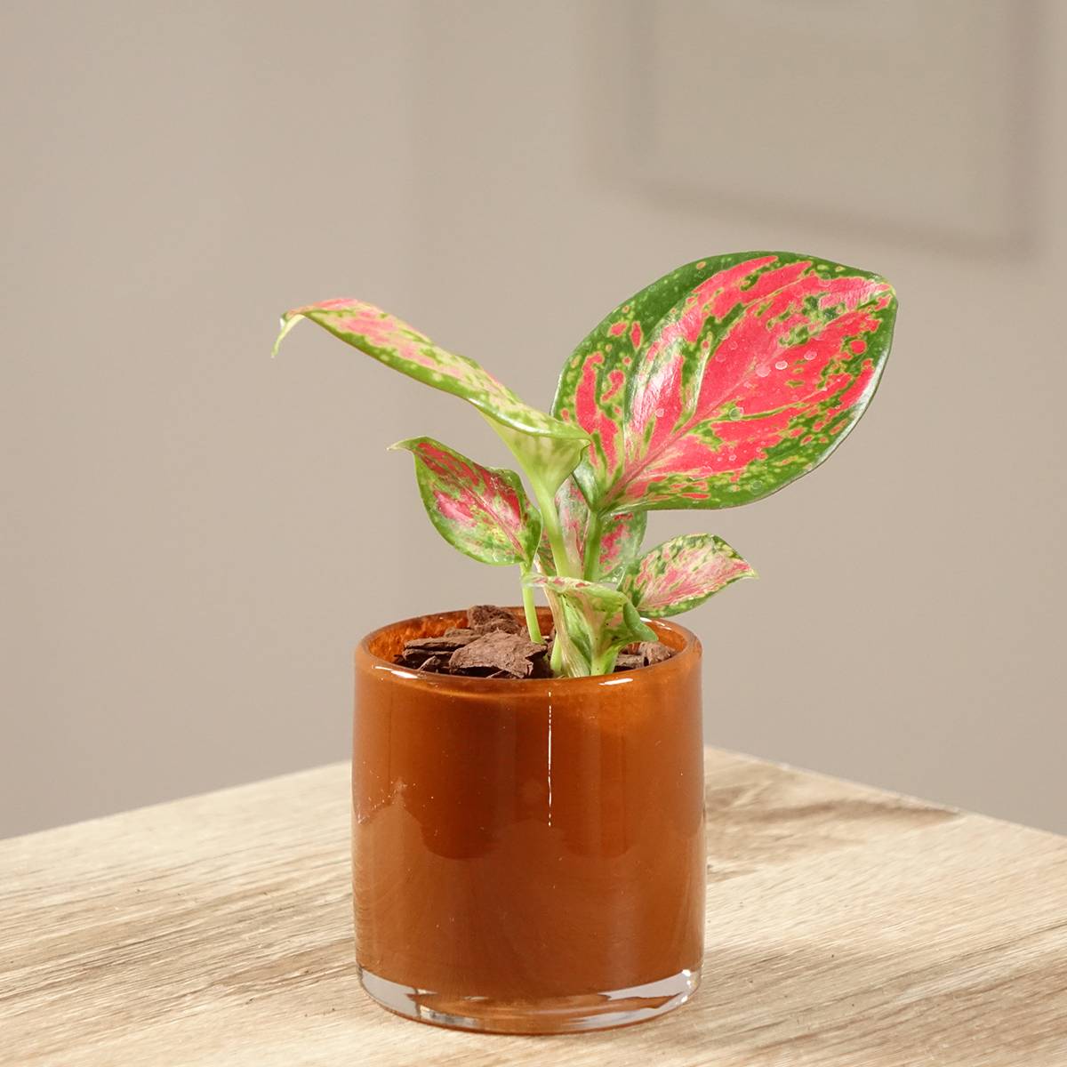 Promesse de Fleurs - Aglaonema Red Dragon Mini-plante