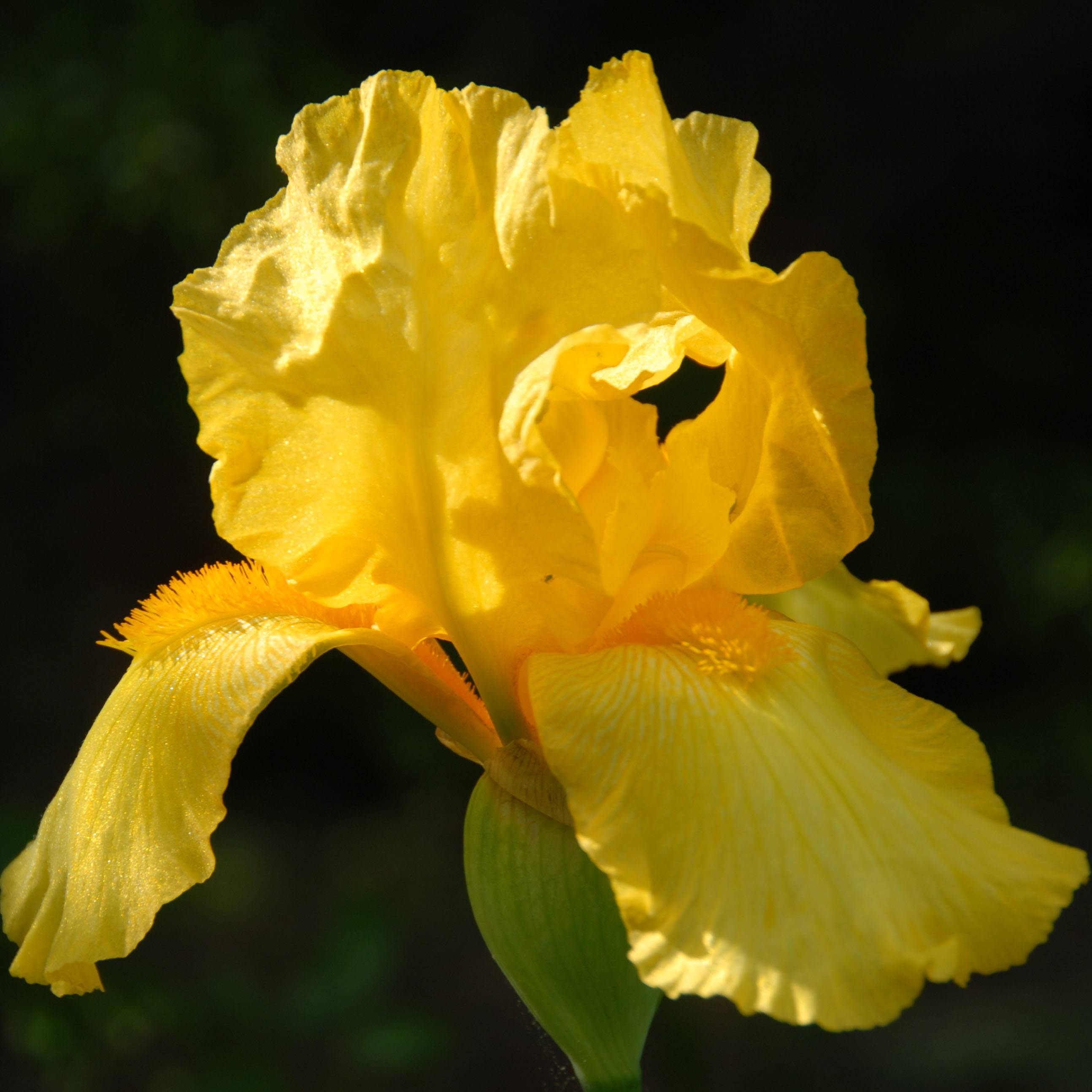 Iris germanica Ola Kala Godet de 8/9 cm