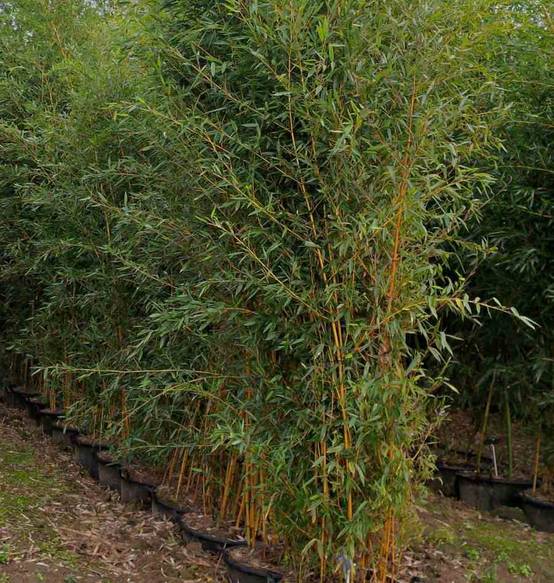 0 - Phyllostachys aureosulcata aureocaulis Pot de 15L - 120/150cm - Image 3