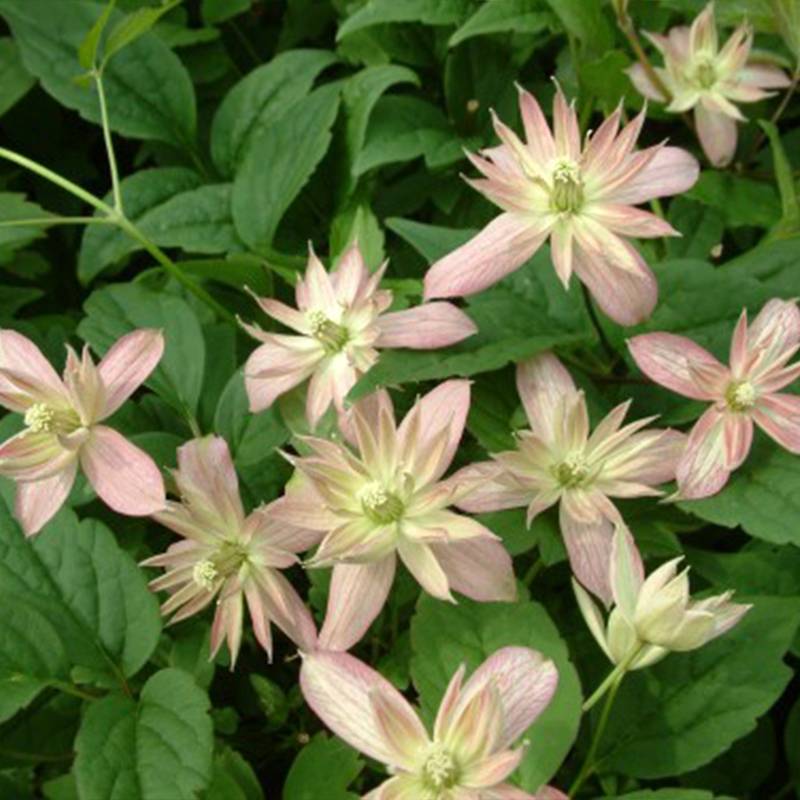 Clématite - Clematis montana Marjorie Pot de 2L/3L