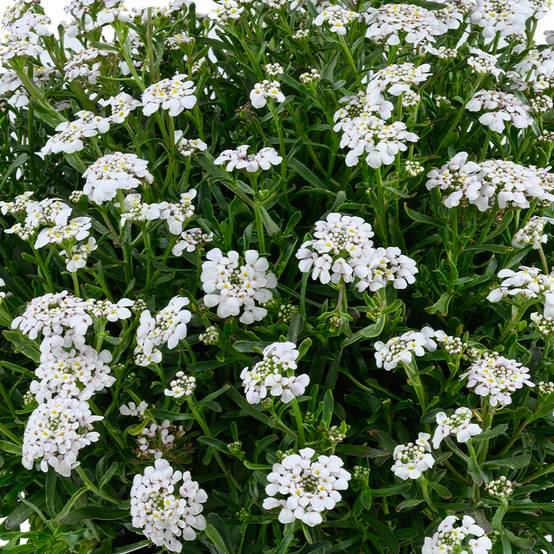 Iberis sempervirens First Flush Grace - Corbeille d'argent Godet de 8/9 cm