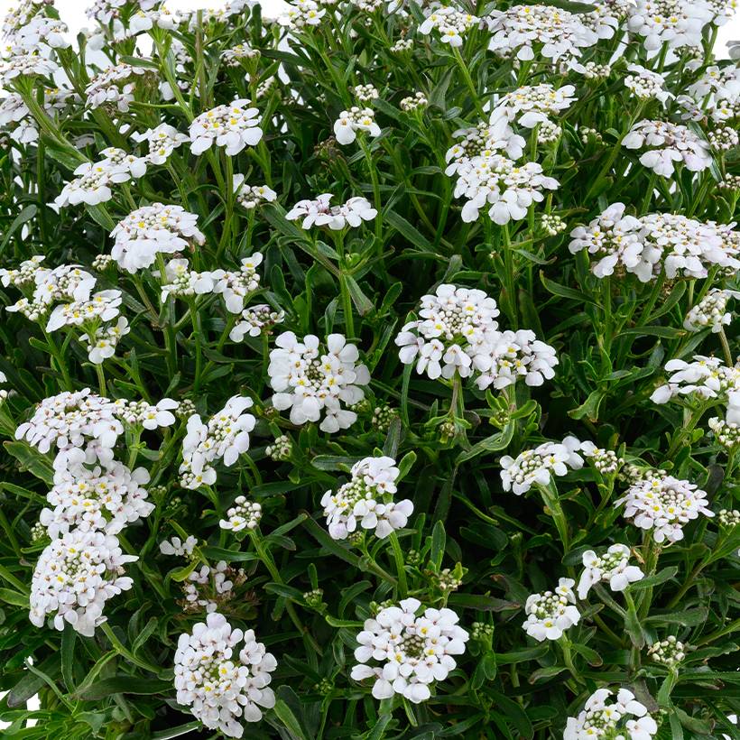 Iberis sempervirens First Flush Grace - Corbeille d'argent Godet de 8/9 cm