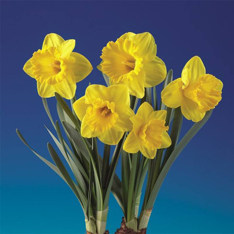 Promesse de Fleurs - Narcisse Gold Medal Bulbe calibre 14/16 (par 5)