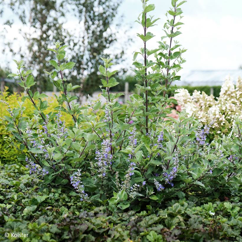 Promesse de Fleurs - Vitex x agnus-castus Chicagoland Blues - Gattilier Pot de 3L/4L - Image 1