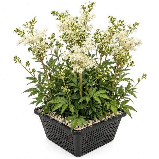 Reine des prés - Filipendula ulmaria - Image 1