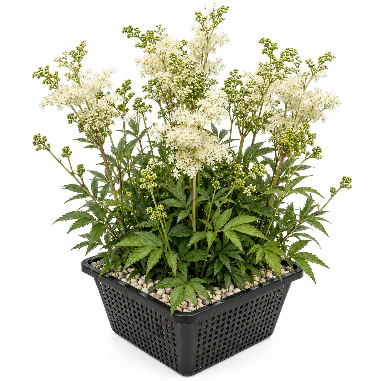 Reine des prés - Filipendula ulmaria - Image 1