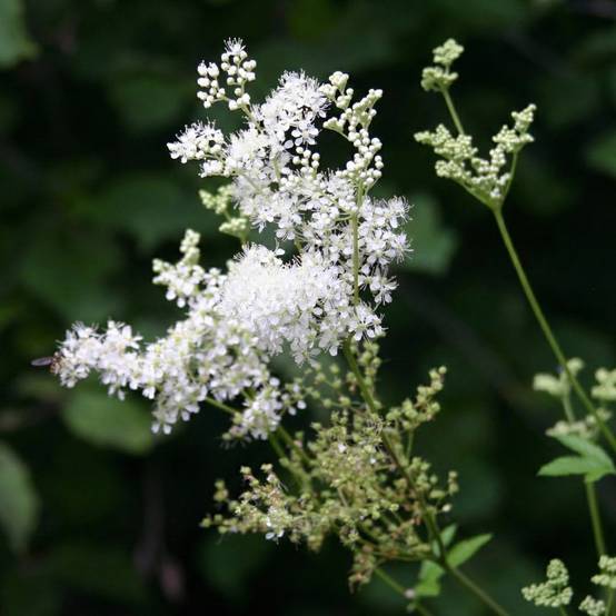 Reine des prés - Filipendula ulmaria - Image 3