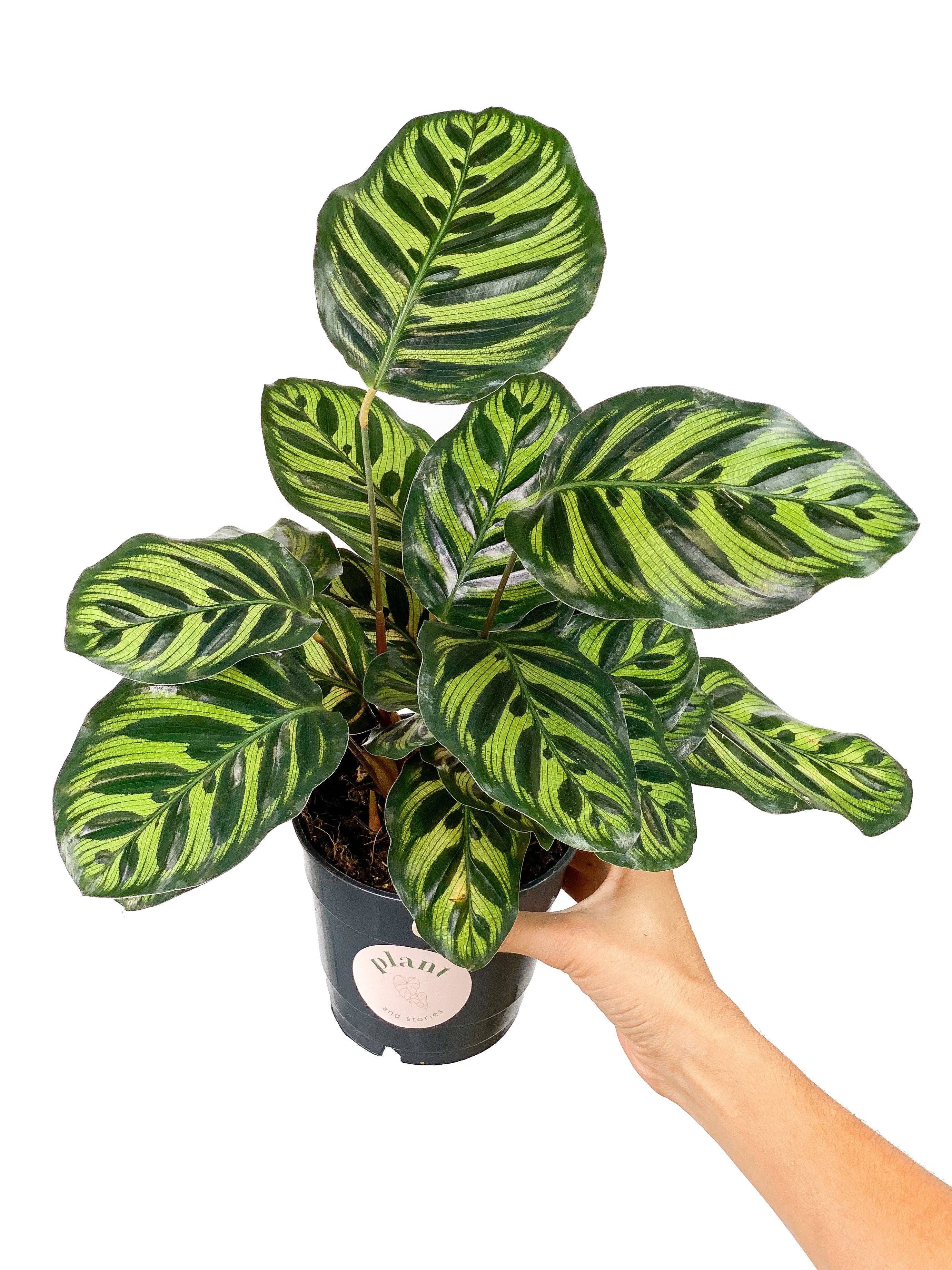 Calathea Makoyana - Pot de 12cm - Plantes d'intérieur - Image 1