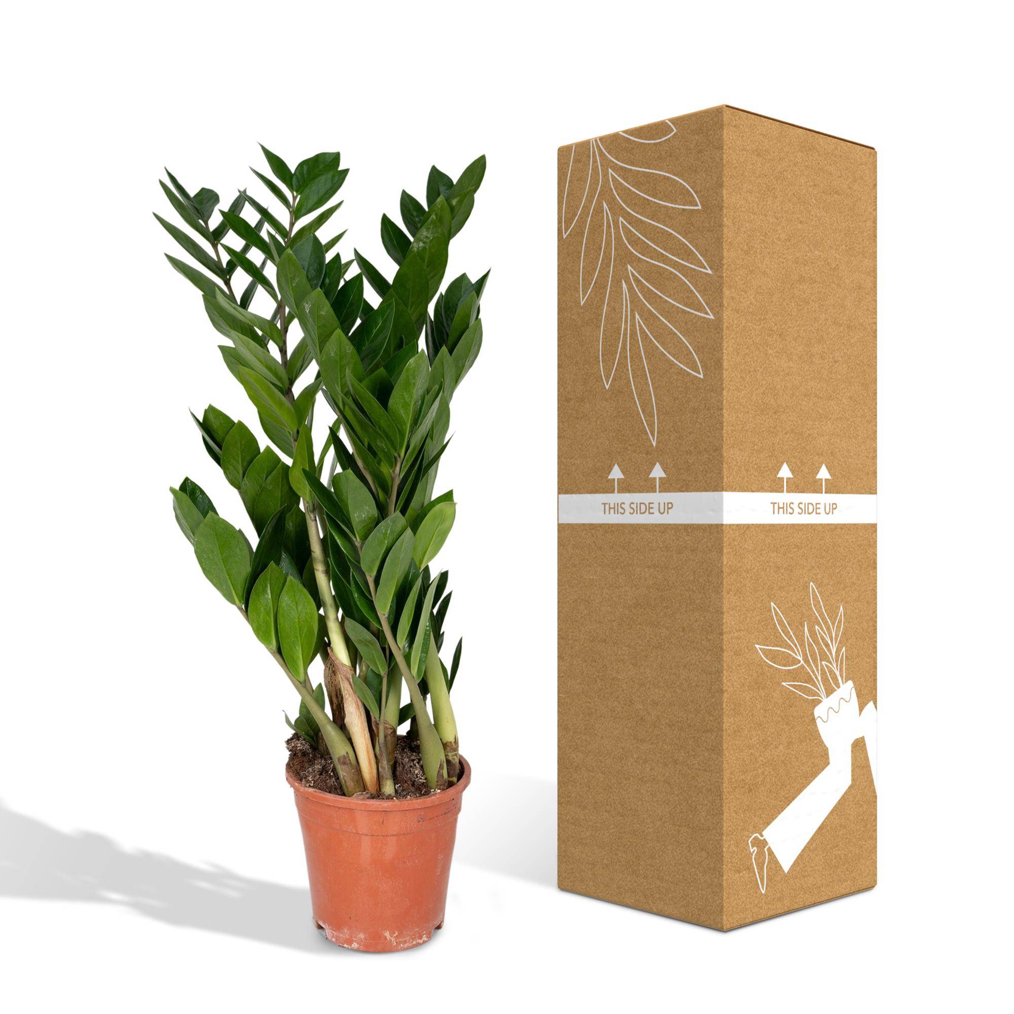 Calathea Makoyana - Pot de 12cm - Plantes d'intérieur - Image 5