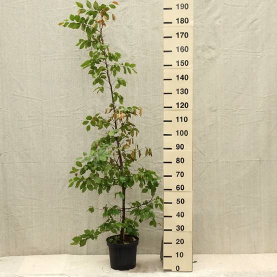 Promesse de Fleurs - Carpinus betulus - Charme commun, Charmille Pot de 4L/5L - Image 2