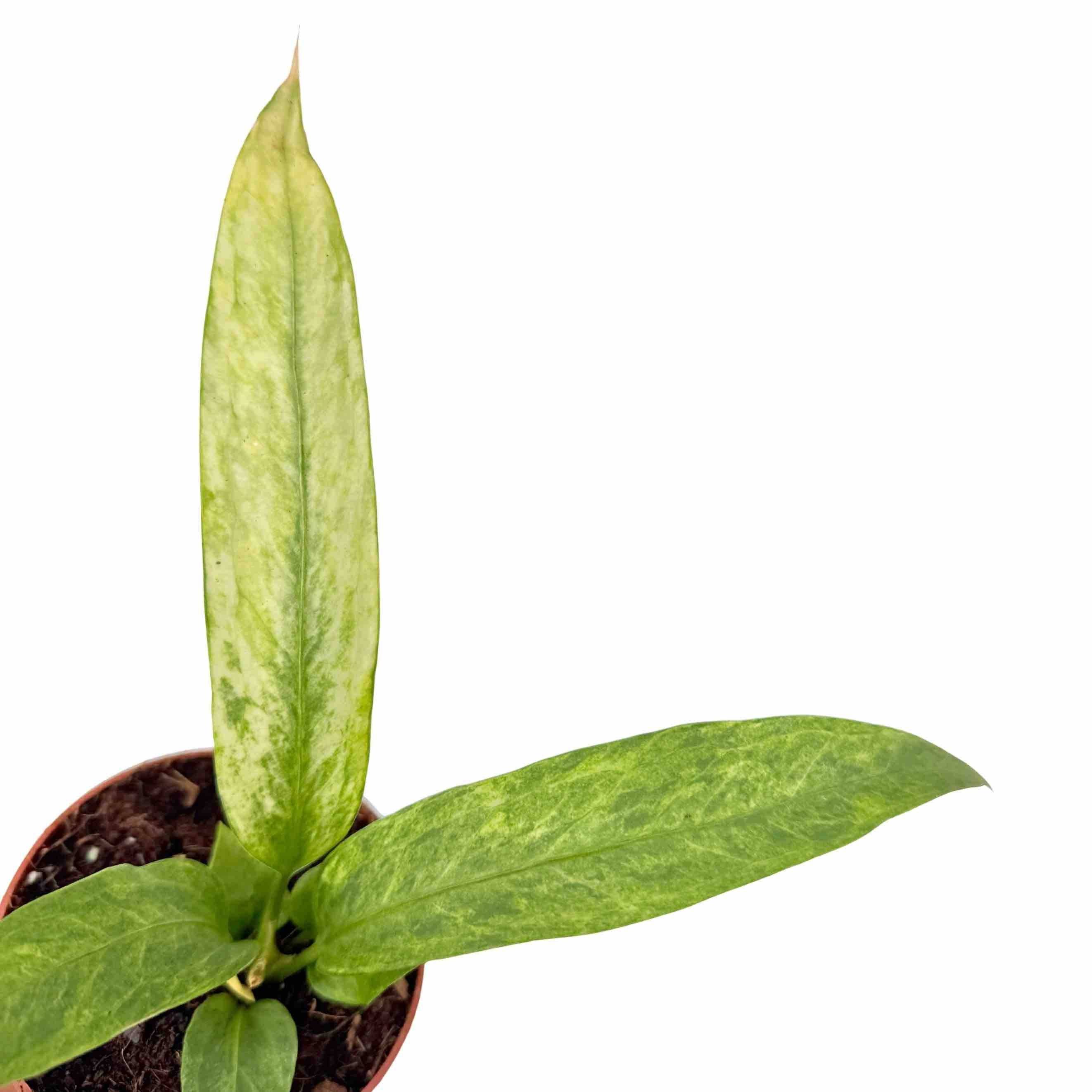 Anthurium vittarifolium Variegata - Pot de 7cm - Plantes d'intérieur - Image 2