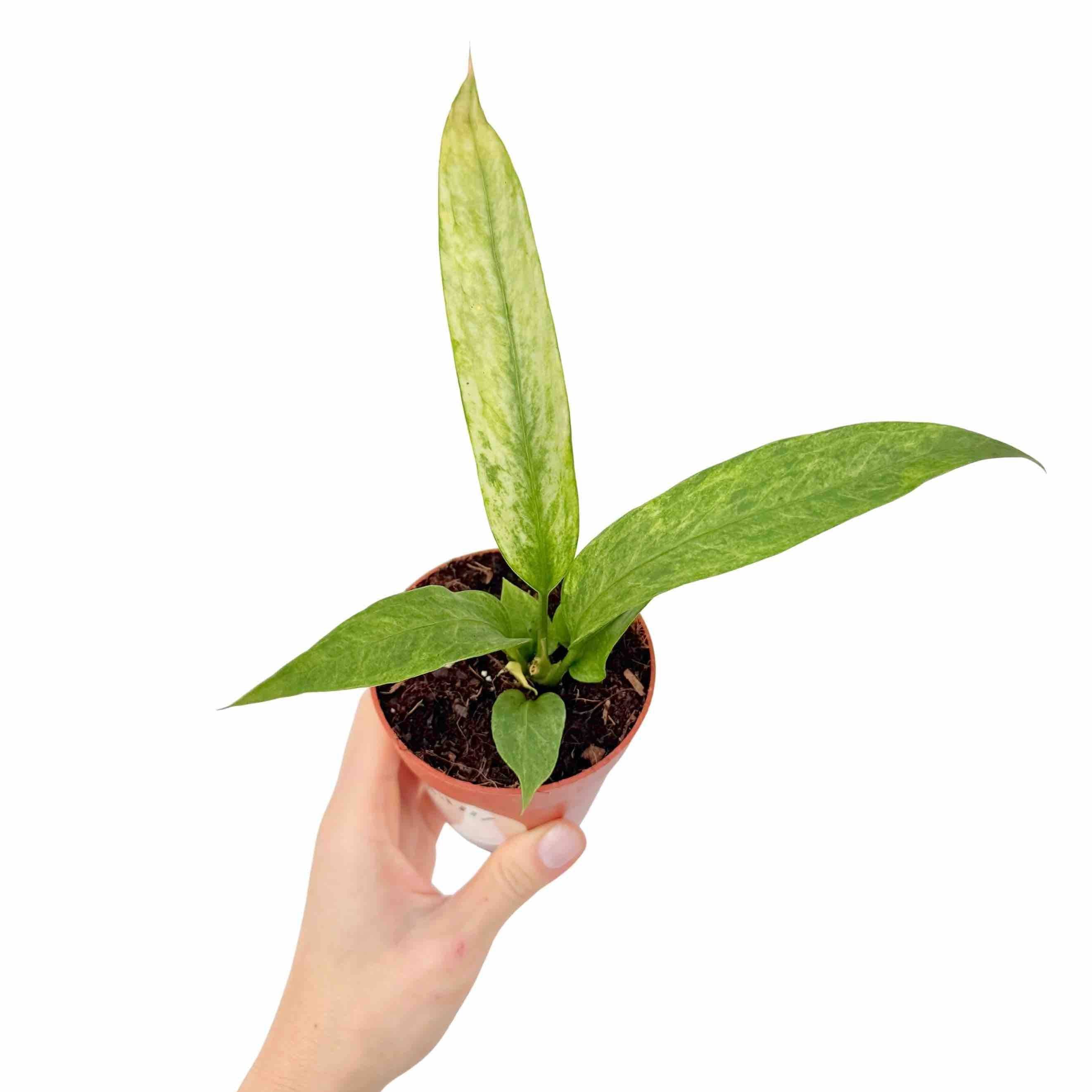 Anthurium vittarifolium Variegata - Pot de 7cm - Plantes d'intérieur - Image 1