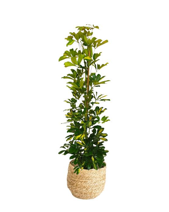Schefflera Gold Capella 90cm - Plante d'intérieur- La Green Touch - Image 4