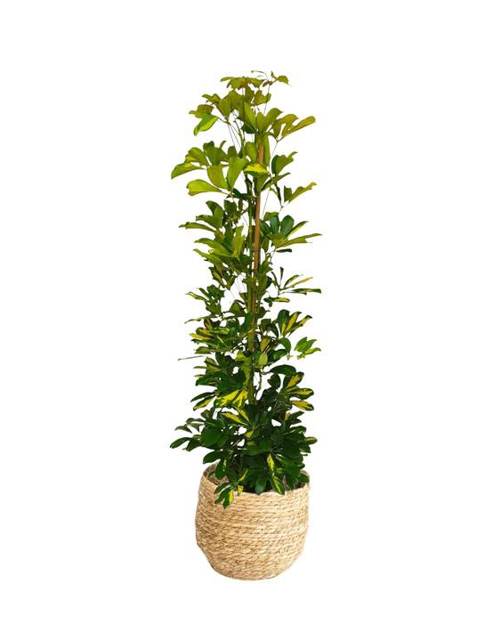 Schefflera Gold Capella 90cm - Plante d'intérieur- La Green Touch - Image 1