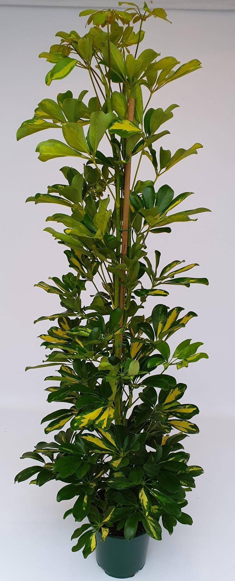 Schefflera Gold Capella 90cm - Plante d'intérieur- La Green Touch - Image 3