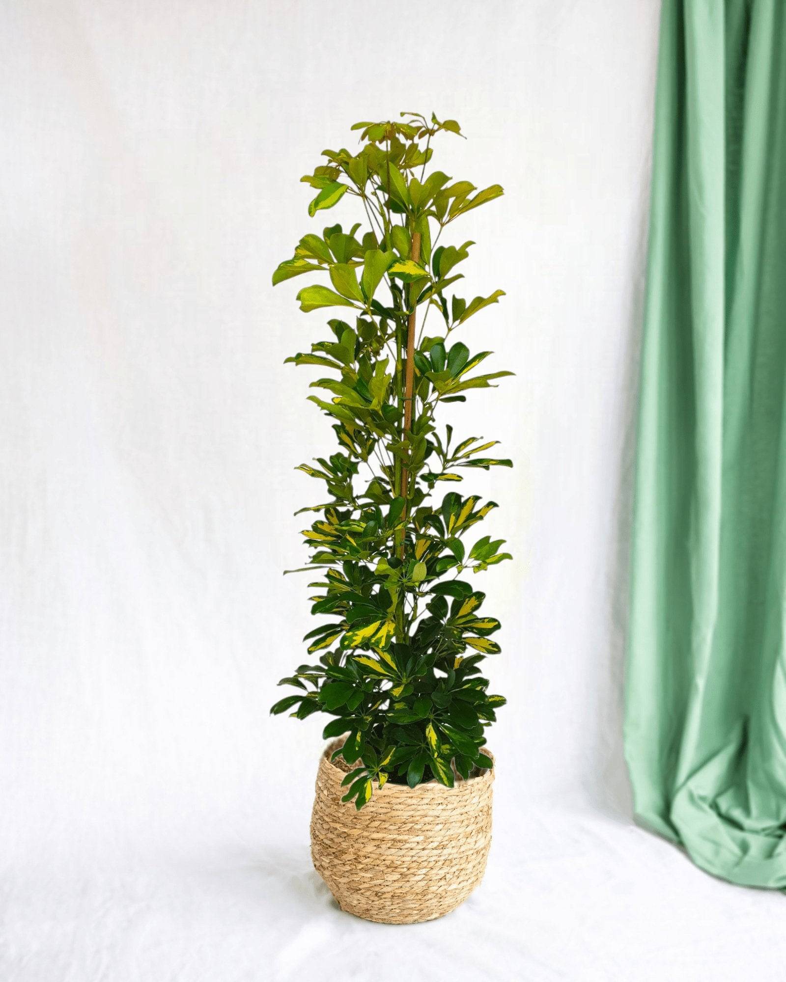 Schefflera Gold Capella 90cm - Plante d'intérieur- La Green Touch - Image 2