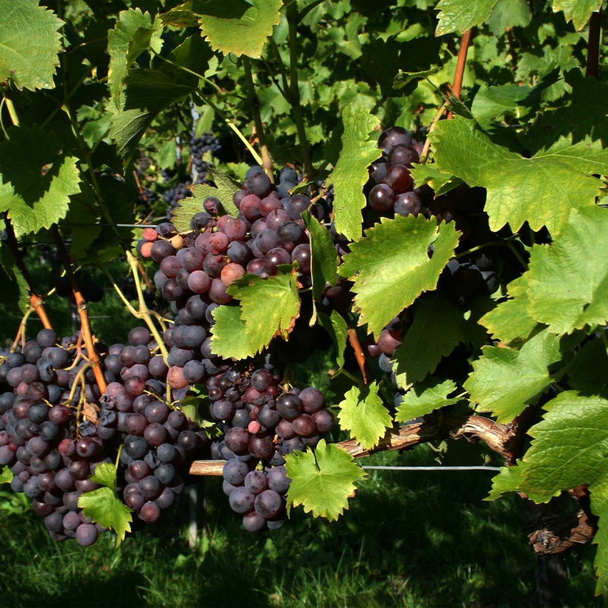 Promesse de Fleurs - Vigne Frankenthaler Pot de 2L/3L