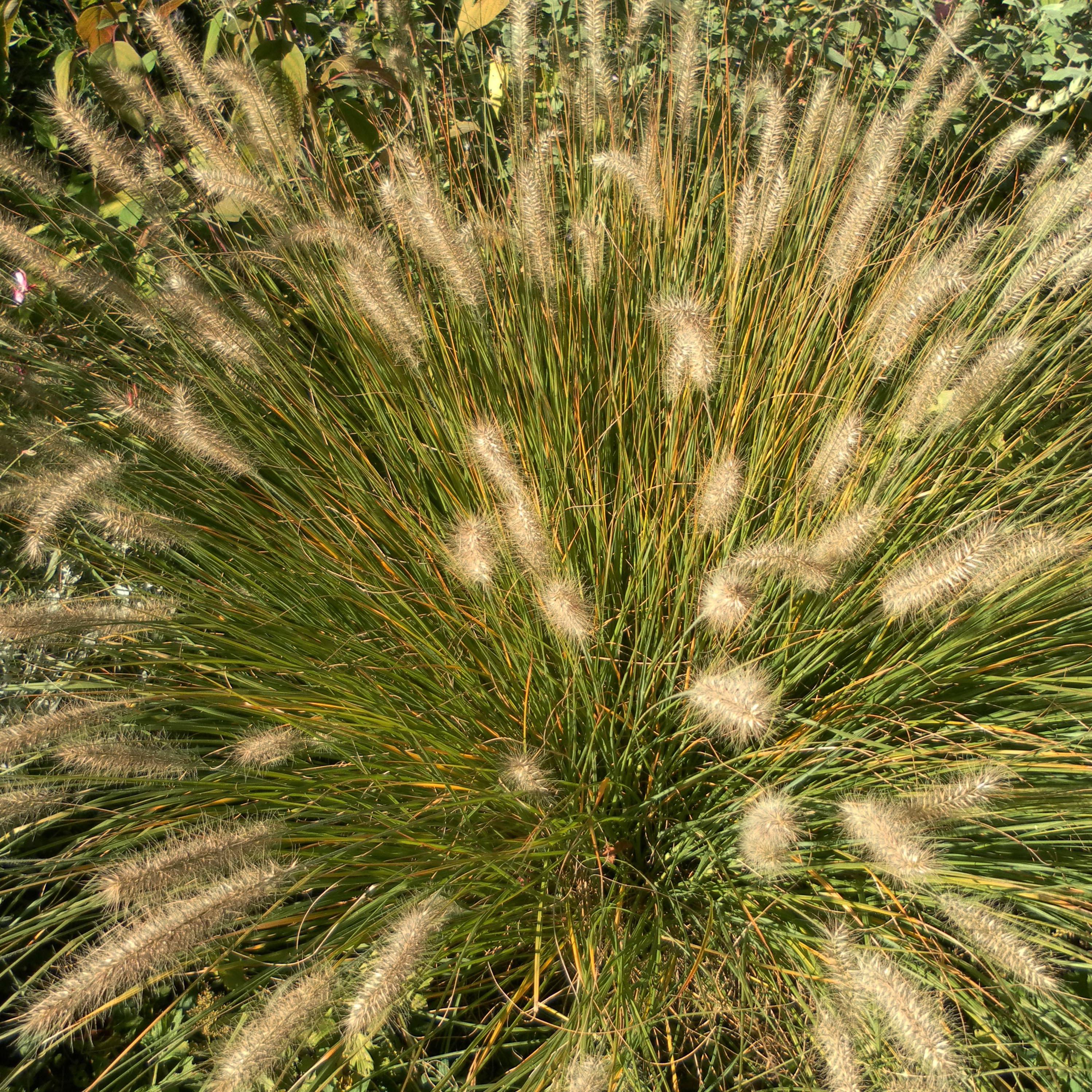 Pennisetum alopecuroides Hameln - Herbe aux écouvillons Pot de 2L/3L