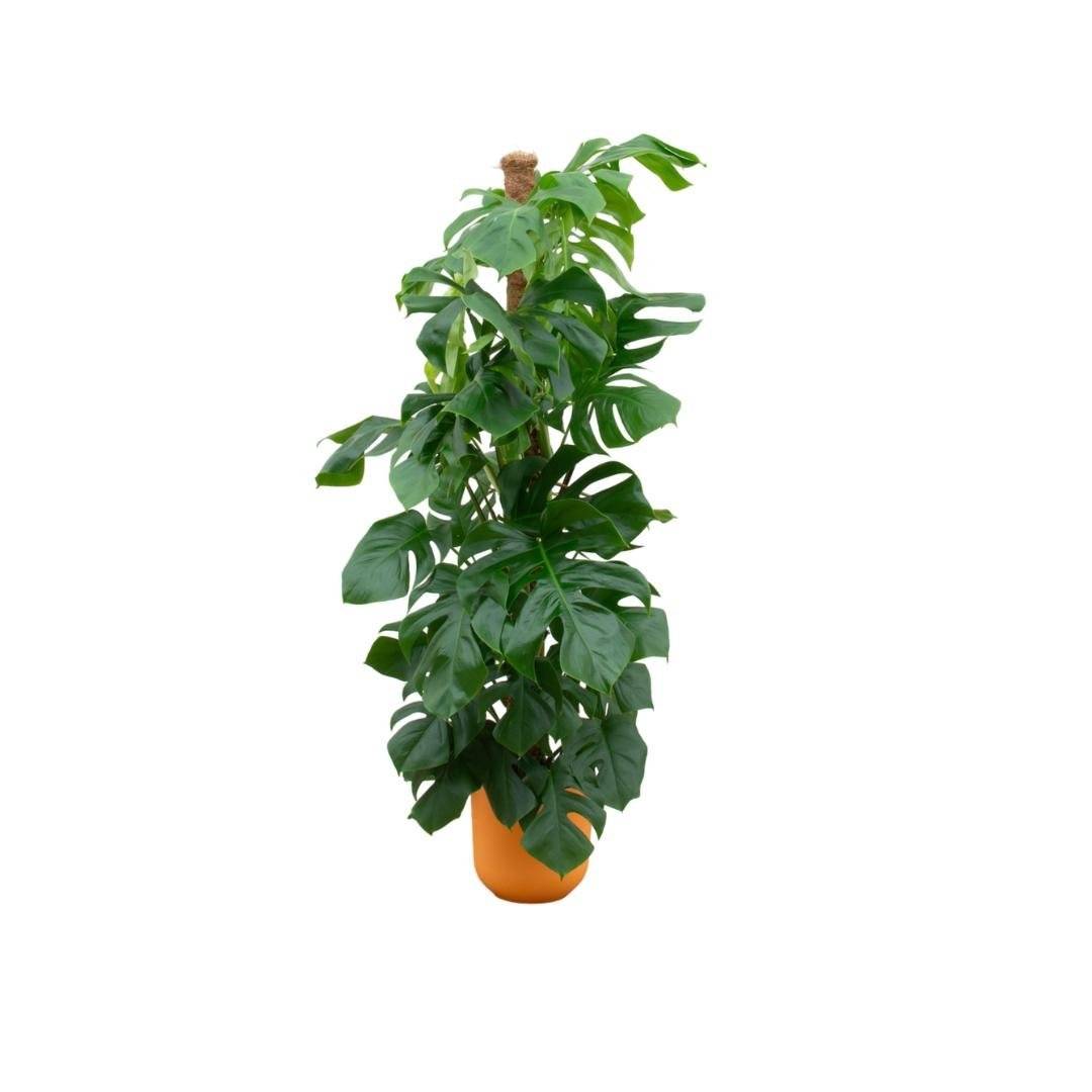 Monstera Pertusum 150cm et Son Pot Orange - D26 H150cm