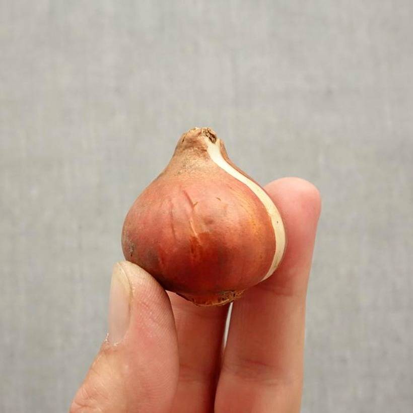 Promesse de Fleurs - Tulipe Perroquet Cabanna Bulbe calibre 11+ (par 6)