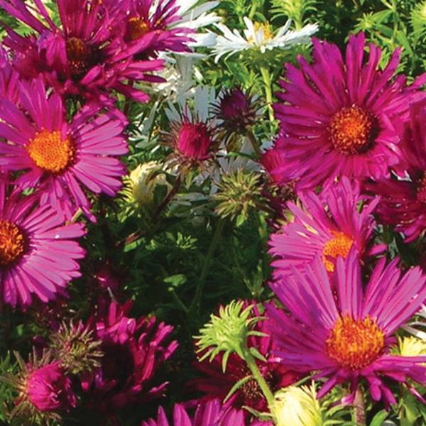 Promesse de Fleurs - Aster novae-angliae Septemberrubin - Septembre rouge Pot de 2L/3L