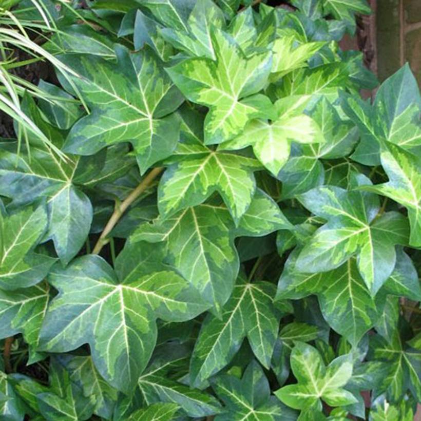 Promesse de Fleurs - Fatshedera lizei Annemieke - Lierre arborescent panaché Godet de 8/9 cm