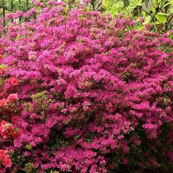 Azalée du Japon Amoena - Rhododendron hybride Pot de 12L/15L - Image 1