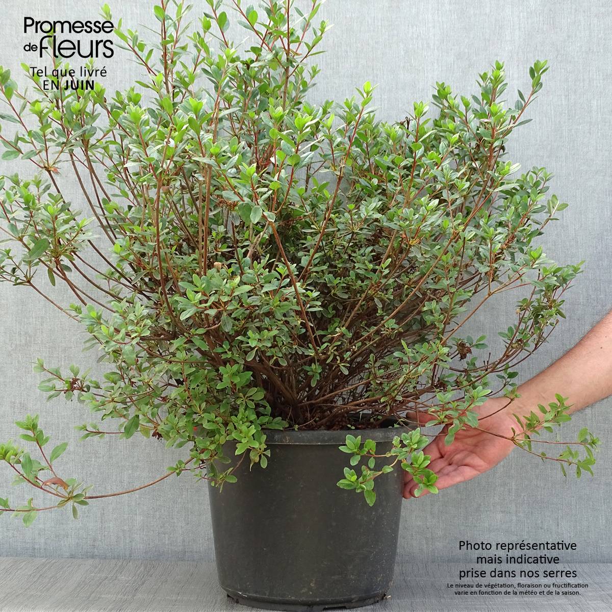 Azalée du Japon Amoena - Rhododendron hybride Pot de 12L/15L - Image 2