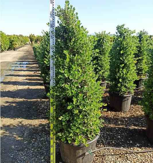 Sans Marque - Metrosideros excelsa (Arbre de Noël) Couleur floraison:Rouge - Taille:Pot de 130L 160/180 cm - Image 4