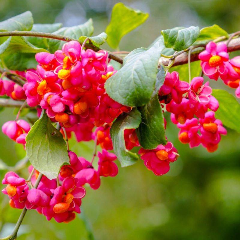 Fusain d'Europe (Euonymus europaeus) - Godet - Taille 20/40cm - Pépinières Naudet