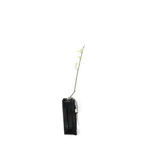 Fusain d'Europe (Euonymus europaeus) - Godet - Taille 20/40cm - Pépinières Naudet - Image 2