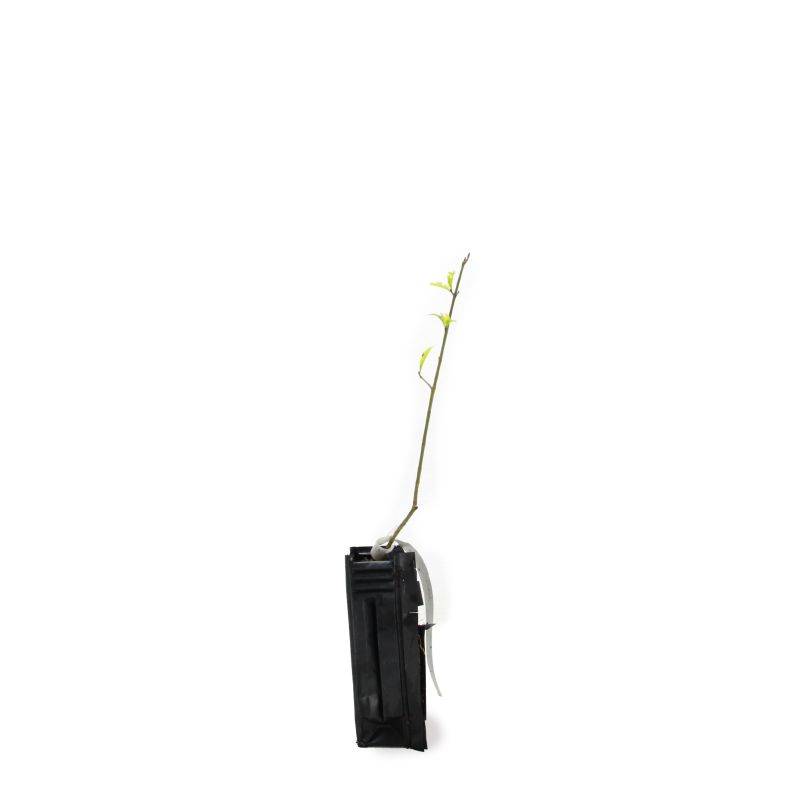 Fusain d'Europe (Euonymus europaeus) - Godet - Taille 20/40cm - Pépinières Naudet - Image 2