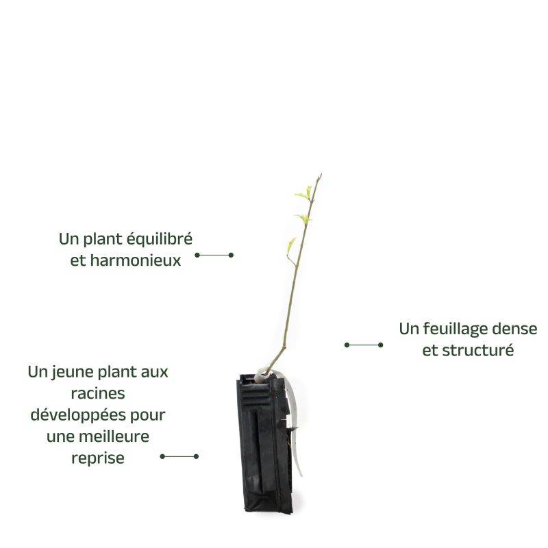 Fusain d'Europe (Euonymus europaeus) - Godet - Taille 20/40cm - Pépinières Naudet - Image 3